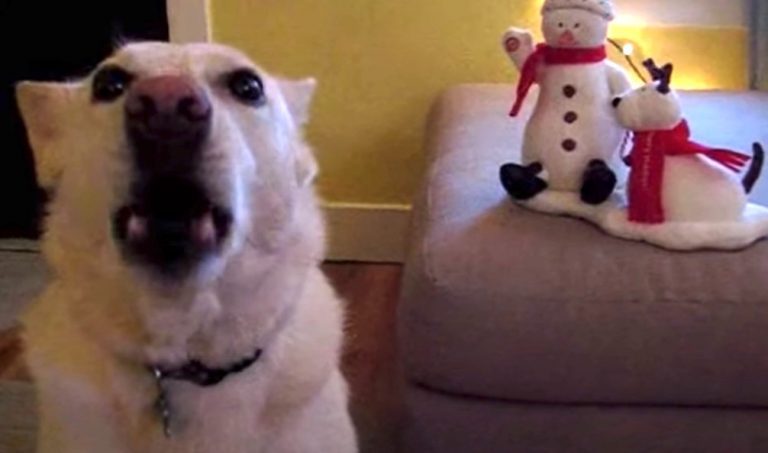 Happy Dog Loves to Sing Along to Jingle Bells