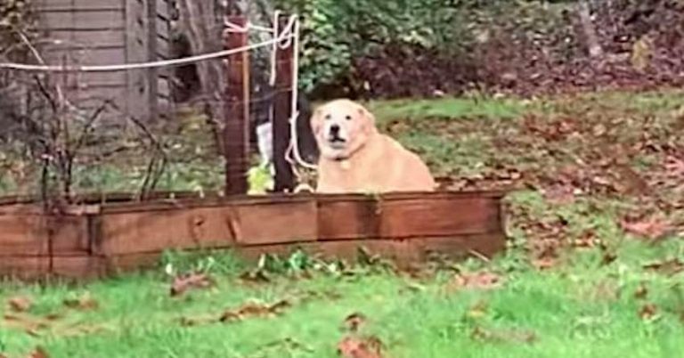 Naughty Dog Caught Stealing Carrots From Garden