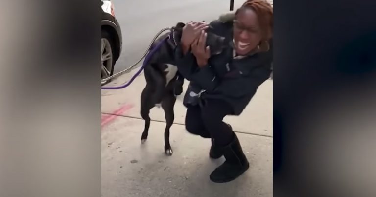 After A Year Missing, Dog Reunites with Mom In Time For Holidays