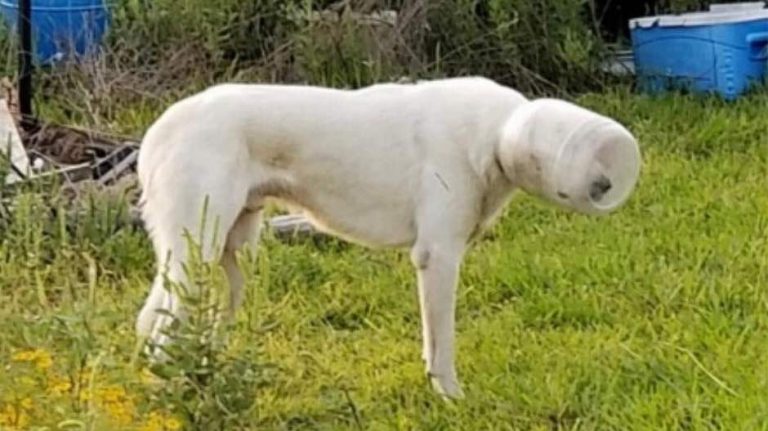 Great Pyrenees Dog Found with Jar On Head Gets A Happily Ever After