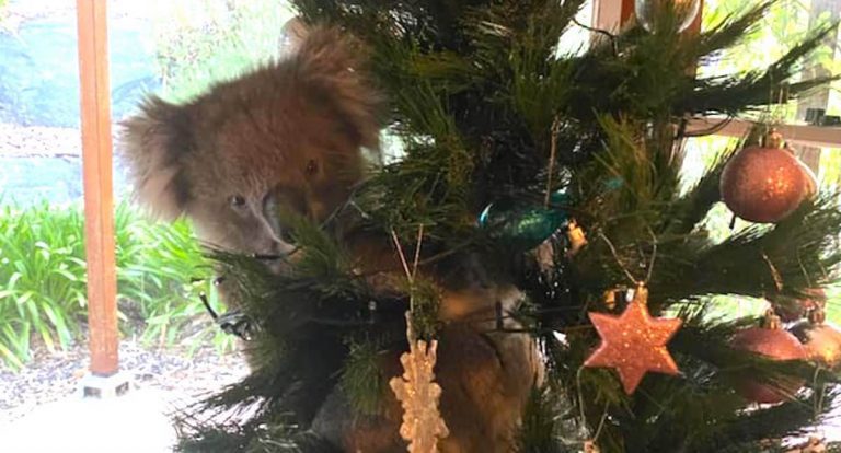 Family Shocked To Find Koala In Their Christmas Tree
