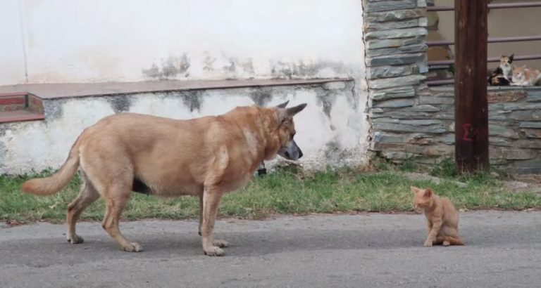 Rescue Dog Has Adorable Obsession With Stray Kittens