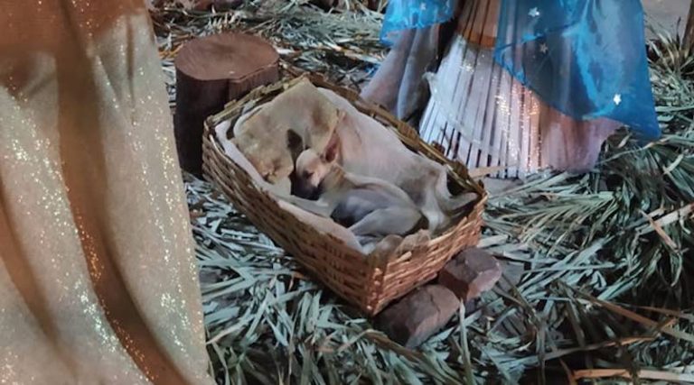 Family Finds Stray Puppy in a Manger When Walking By Nativity Scene