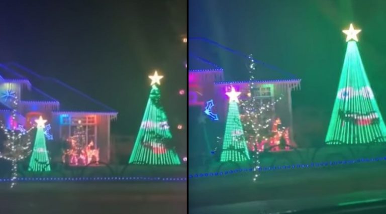 Christmas Trees Hilariously Argue Over Their Light Show