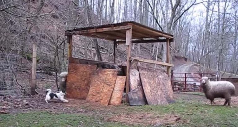 Bouncy Sheep Adorably Plays Hide And Seek With Dog