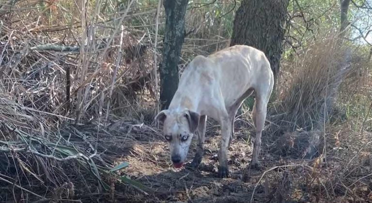 Dog Stranded On Island For Weeks So Relieved To Be Hugged By Rescuer