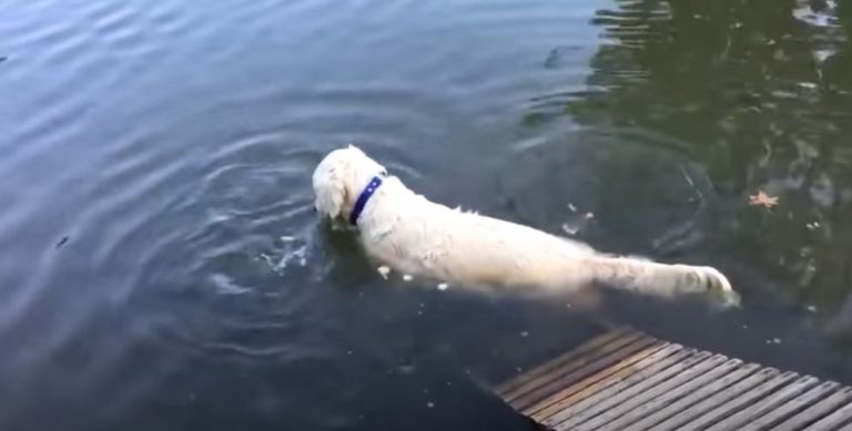 Dog Expertly Catches Fish In Her Mouth