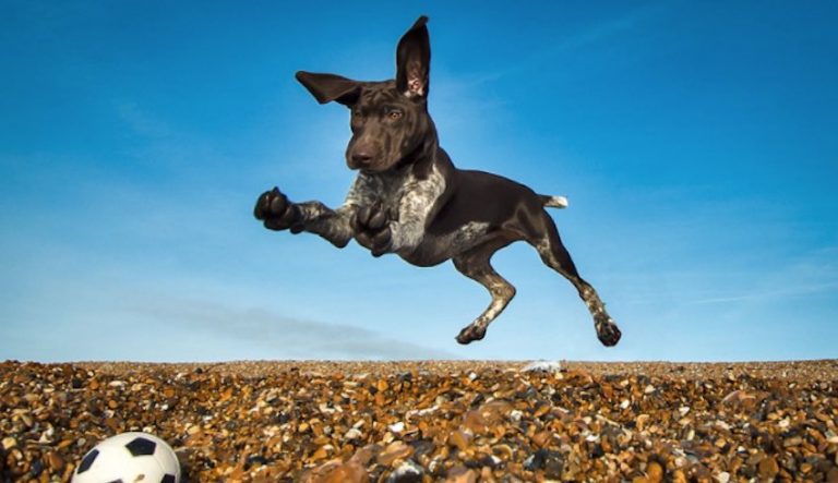 Dogs At Play And Work Joyfully Celebrated In Award Winning Photographs