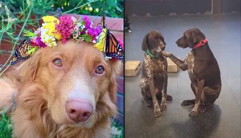 Best Dog Videos Compilation Of 2020 Shows Just How Wonderful Dogs Are