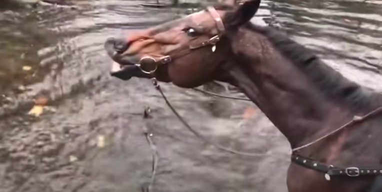Horses Grins And Farts In Happiness While Splashing In Water