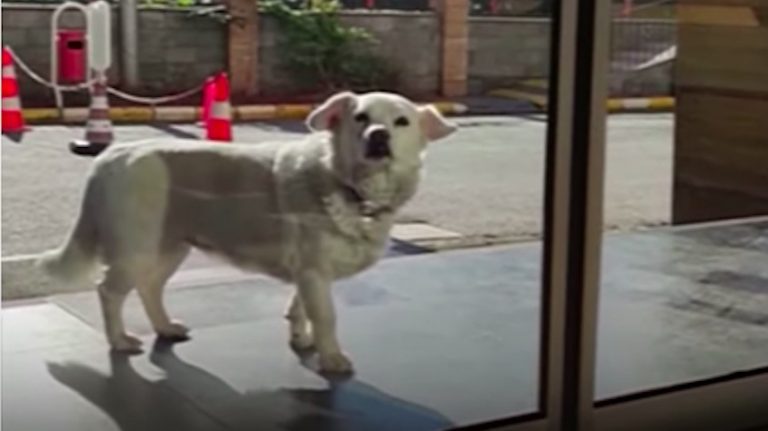 Dog Sneaks Out Of House And Waits Outside Hospital For Days Until Her Owner Gets Better