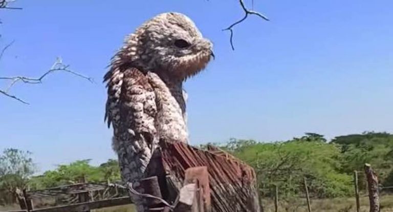 Woman Gets A Scare From Ghost Bird  Perched On Fence
