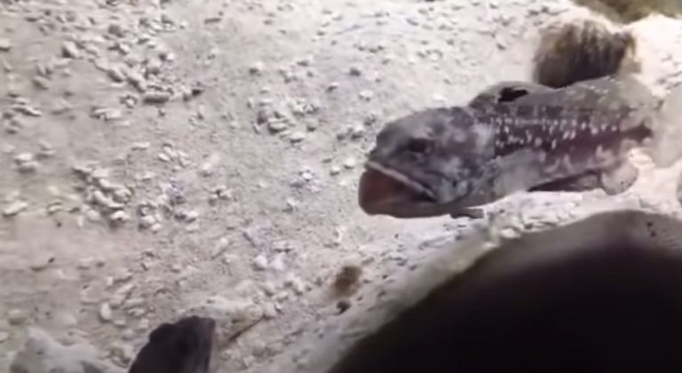 Two Fish Hilariously Fight by Spitting Sand on Each Other
