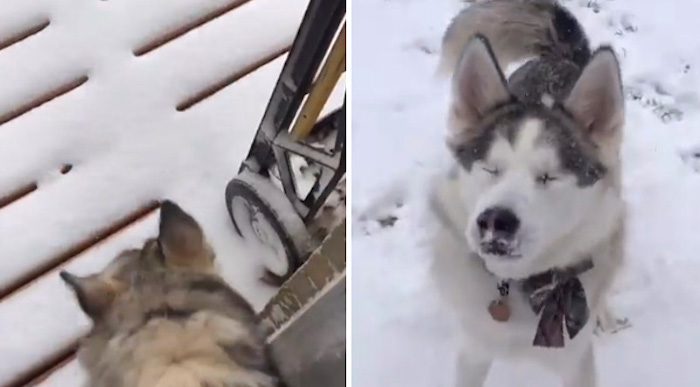 Blind Husky Excited To Get Out Into Snow Storm