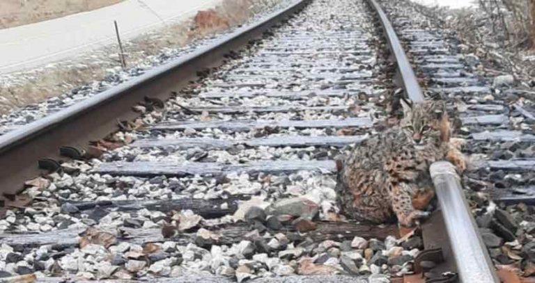Bobcat Frozen To Train Tracks Freed In Nick Of Time