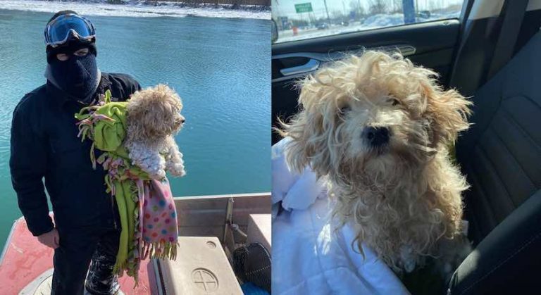 Tiny Dog Saved from Icy River after Surviving 4 Days of Frigid Cold and a Coyote