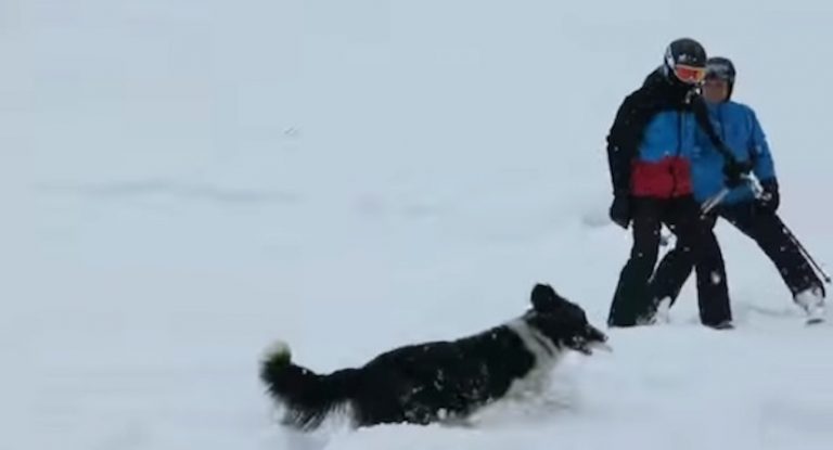 Adorable Dog Stops Skiers to Get Them to Play Fetch with Him