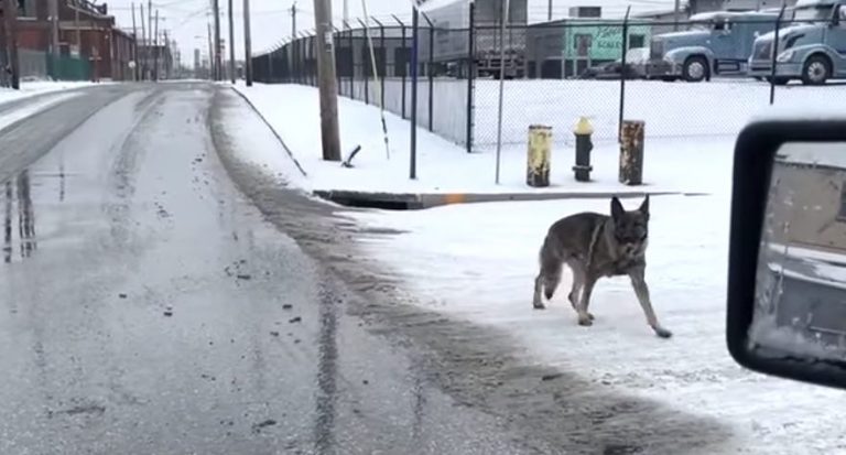Rescuers Chase After German Shepherd All Day To Save Him From The Cold