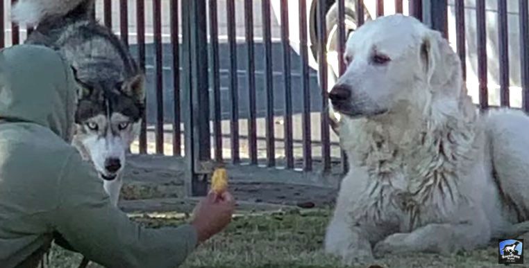 Huge Stray Dog Breaks Into A Smile The Moment He Is Rescued