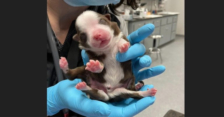 ‘Miracle’ Puppy With Six Legs and Two Tails Is One Of Kind