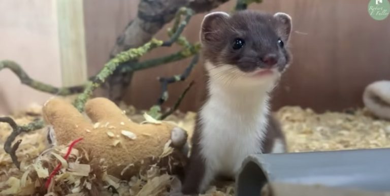 Rescued Stoat Kit Meets Her Very First Friend