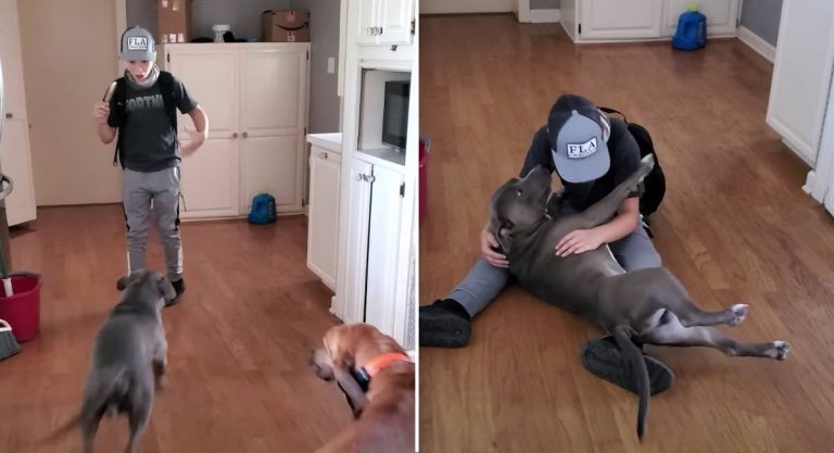 Boy Overcome with Emotion During Surprise Reunion With Lost Dog