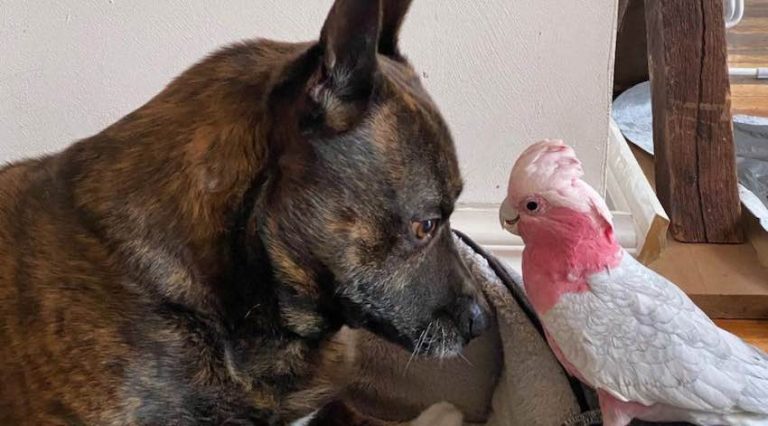Dog Finds Injured Parrot and Now They Are Inseparable