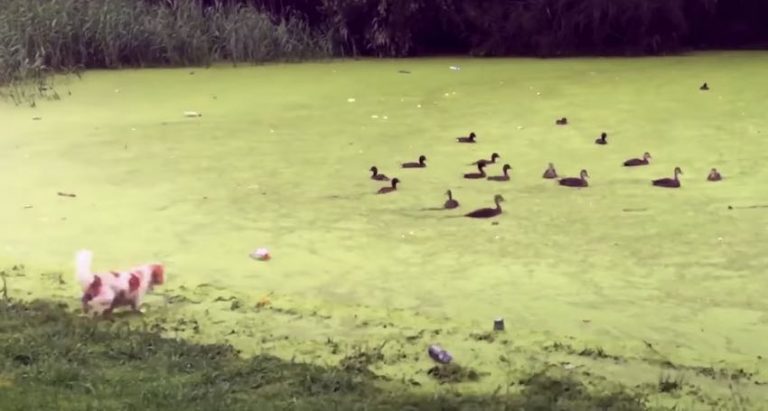 Dog Learns Funny Life Lesson That Not Everything Is What It Seems