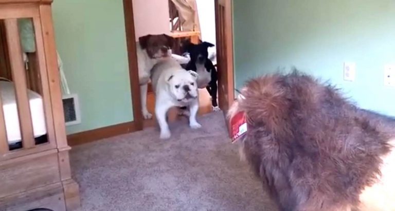Three Dogs Have The Funniest Reaction To Stuffed Lion In Their House