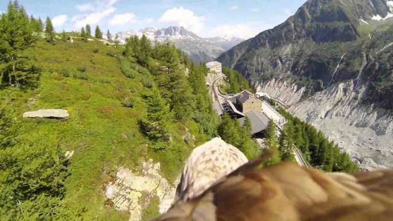 Eagle Wearing Camera Soars Over Mountains And Captures Awe Inspiring Footage
