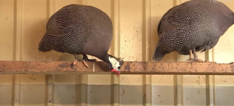 Sick Of Ticks In Her Garden And On Her Dogs, Farmer Turns To Guinea Fowl For Help