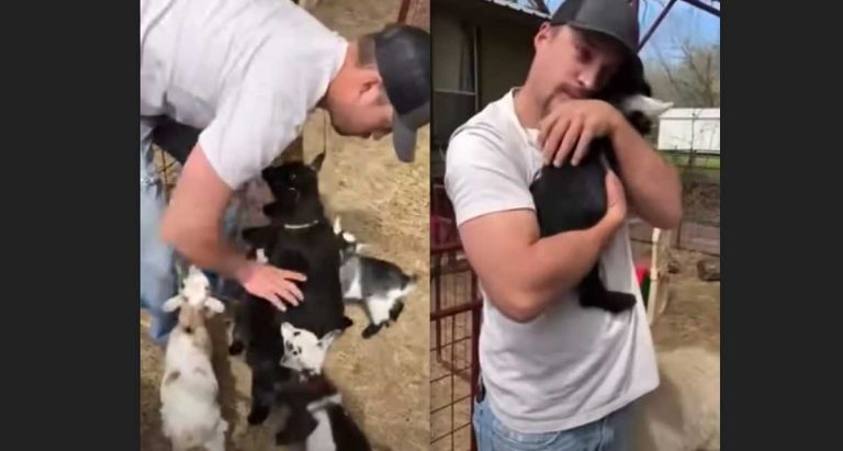 Baby Goats Line Up To Get Hugs From Daddy