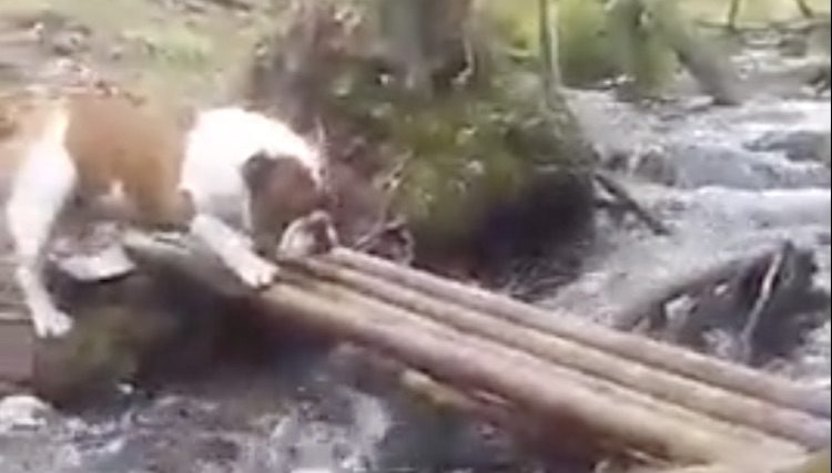 bulldog tries to cross river