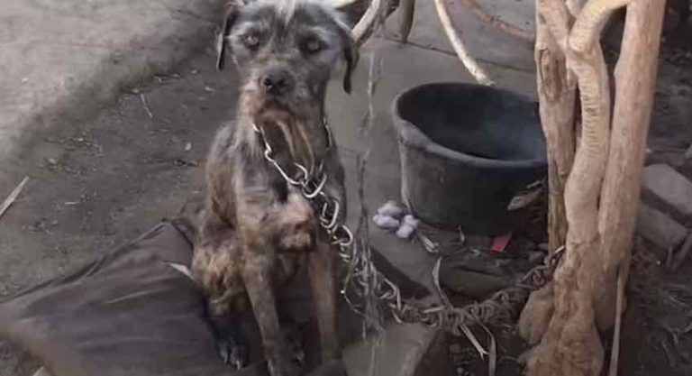 Woman’s Kindness Persuades Man To Give Up His Chained Dog And Puppies