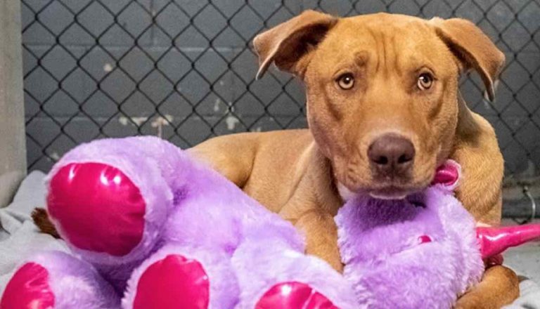 Stray Dog Who Kept Trying to Steal Unicorn Toy from Shop Gets Rescue and the Toy