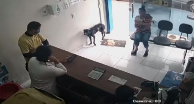 Stray Dog with Injured Paw Enters Vet Clinic to Ask for Help