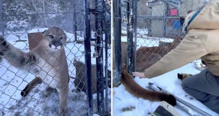 Cougar Lets Woman Touch His Tail For Very Important Reason