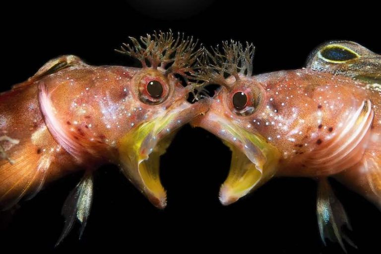 Wonders Of Ocean Life Captured By Winners Of Underwater Photographer Of The Year Awards