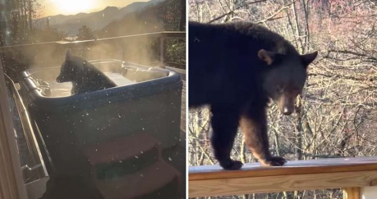 Black Bear Takes A Relaxing Dip In Hot Tub While Stunned Family Watches On