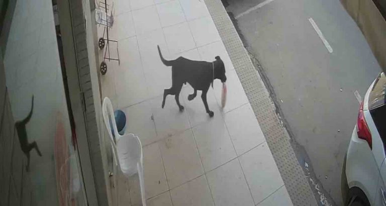 dog steals loaf of bread