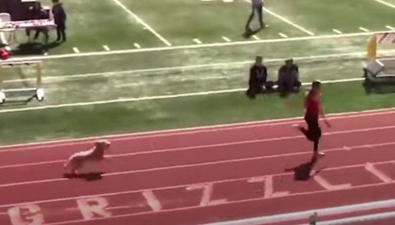 Dog Breaks Loose To Join High School Relay Race And Wins It
