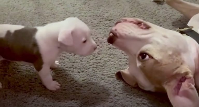 Pit Bull Absolutely Loves Being An ‘Uncle’ To Foster Puppies