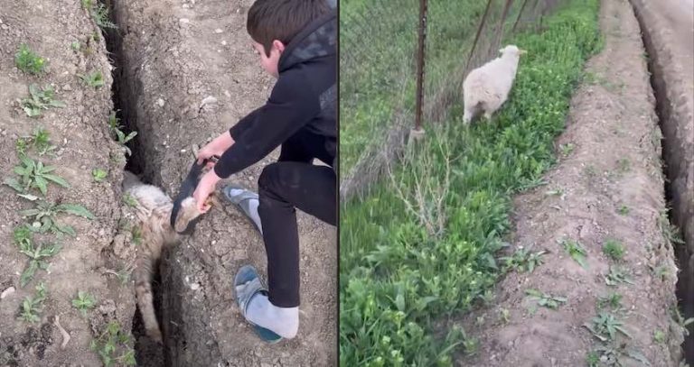 Sheep Is Freed From Ditch Only To Jump Right Back In Again