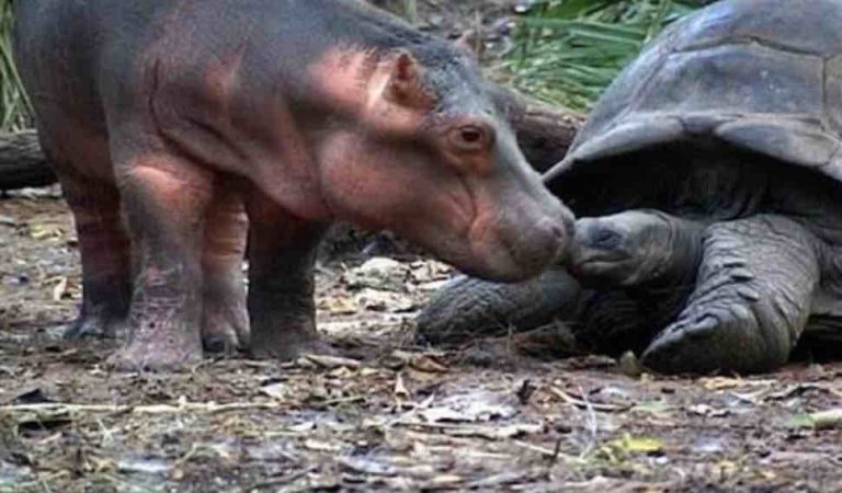 Tortoise Has Remarkable Friendship with Orphaned Hippo