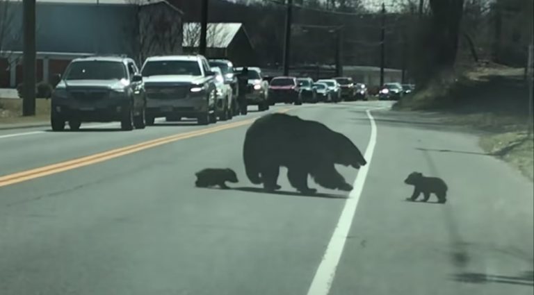 Mama Bear Works Hard To Get Her Four Cubs Across The Road