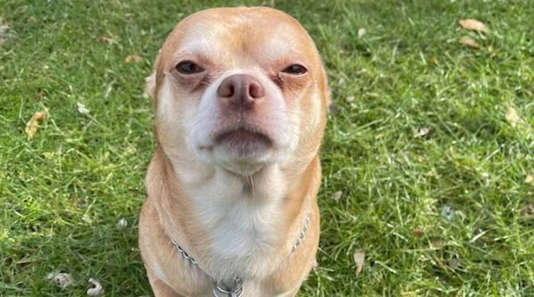Chihuahua Described as ‘Chucky Doll in Dog’s Body’ Finds Forever Home