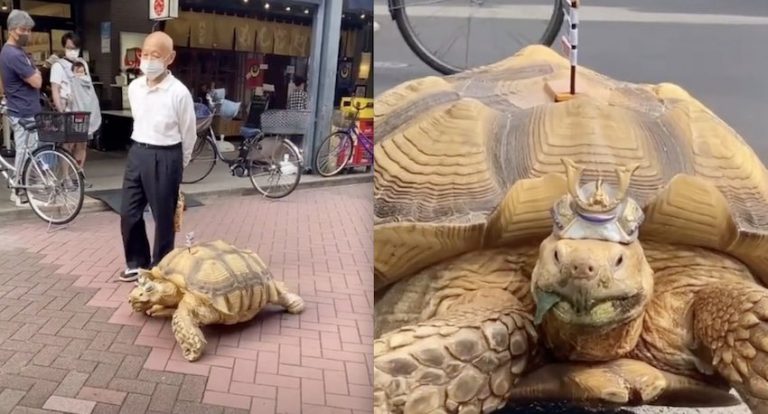 Man Regularly Goes On Walks With His Giant African Tortoise