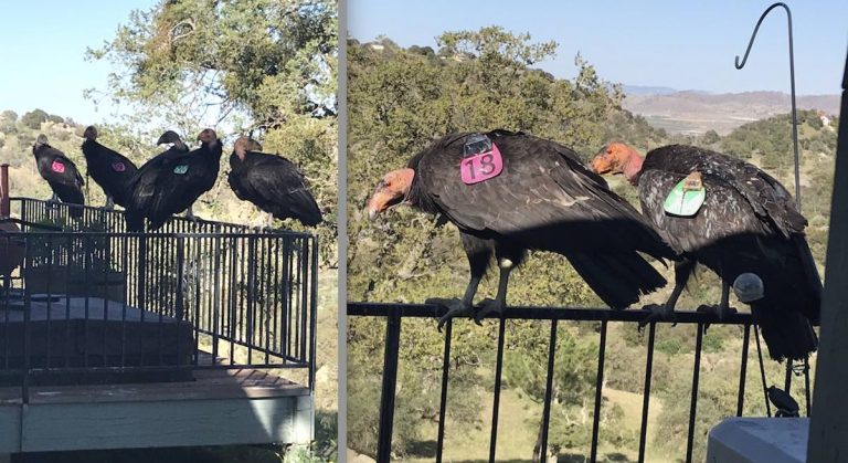Endangered Condors Treat Woman’s Home As A ‘Club House’, Trash Her Deck