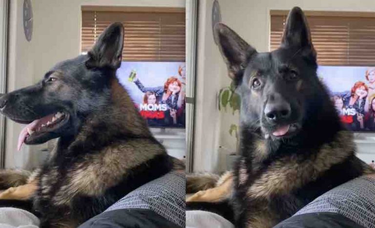 Retired K9 Hilariously Reacts To This One Word