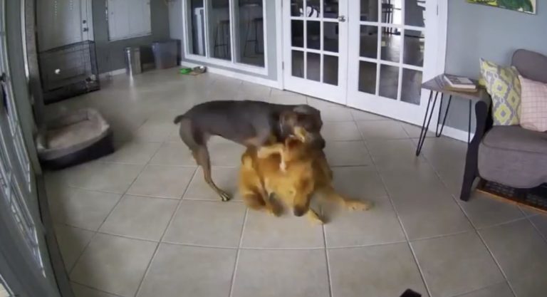 dog helps other dog having seizure